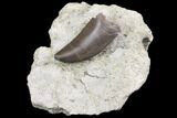 Serrated, Allosaurus Tooth On Sandstone - Colorado #152035-1